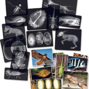 Roylco- Animal X-Rays