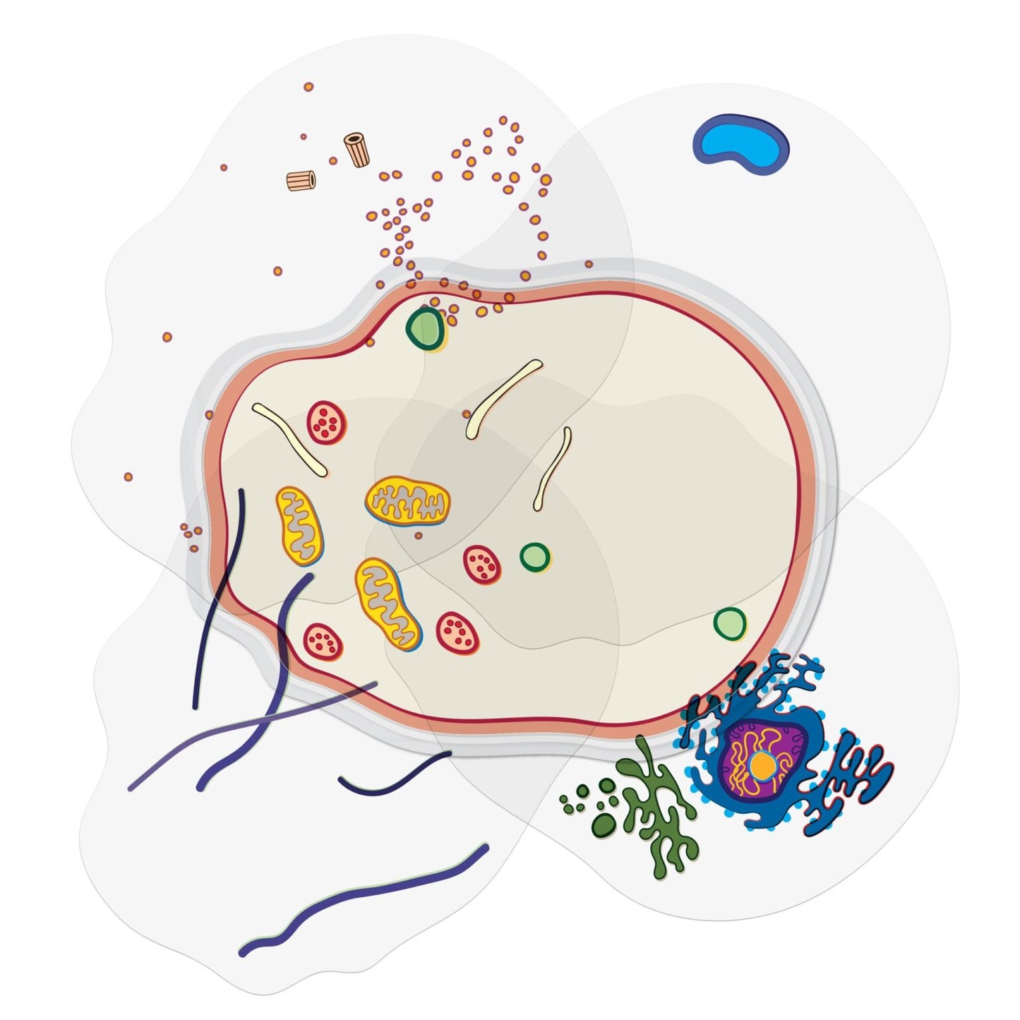 Roylco- See-Through Animal Cell Builder