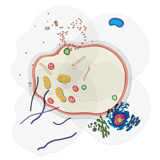 Roylco- See-Through Animal Cell Builder