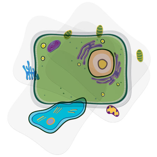 Roylco- See-Through Plant Cell Builder